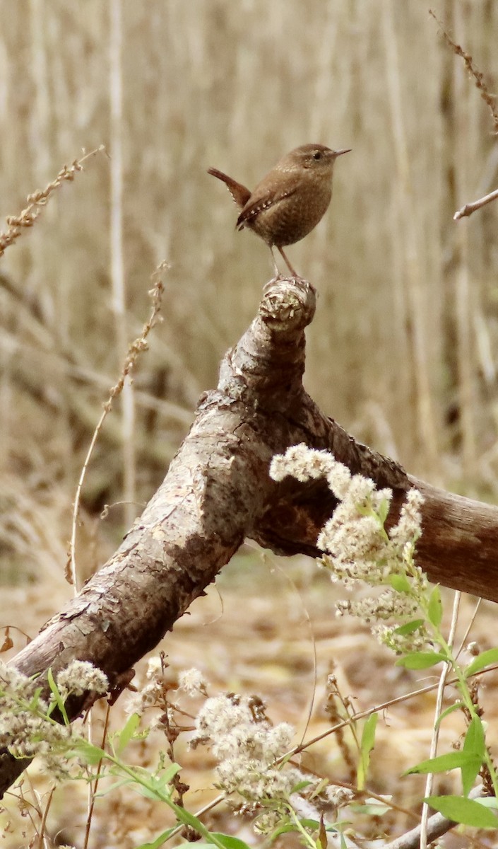 Winter Wren - ML645469266