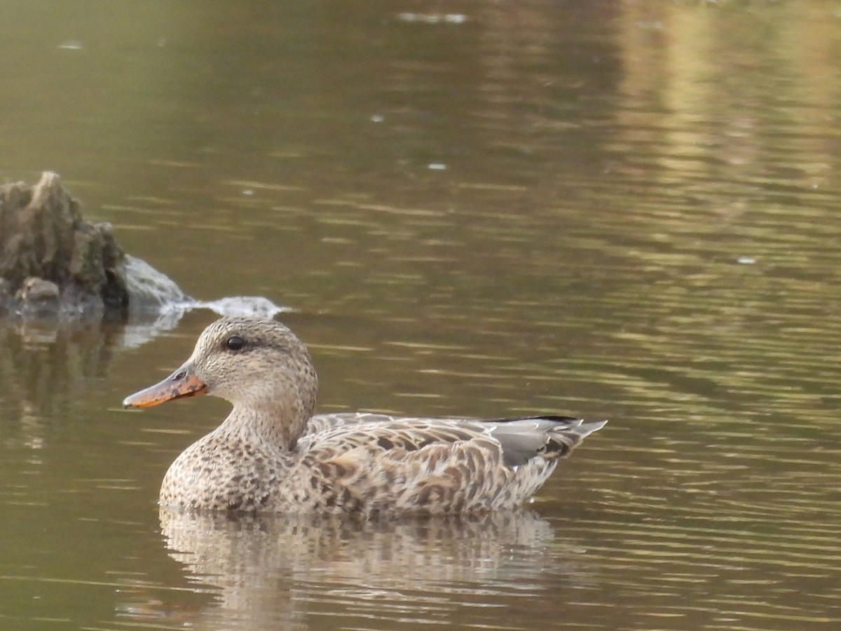 Gadwall - ML645469267