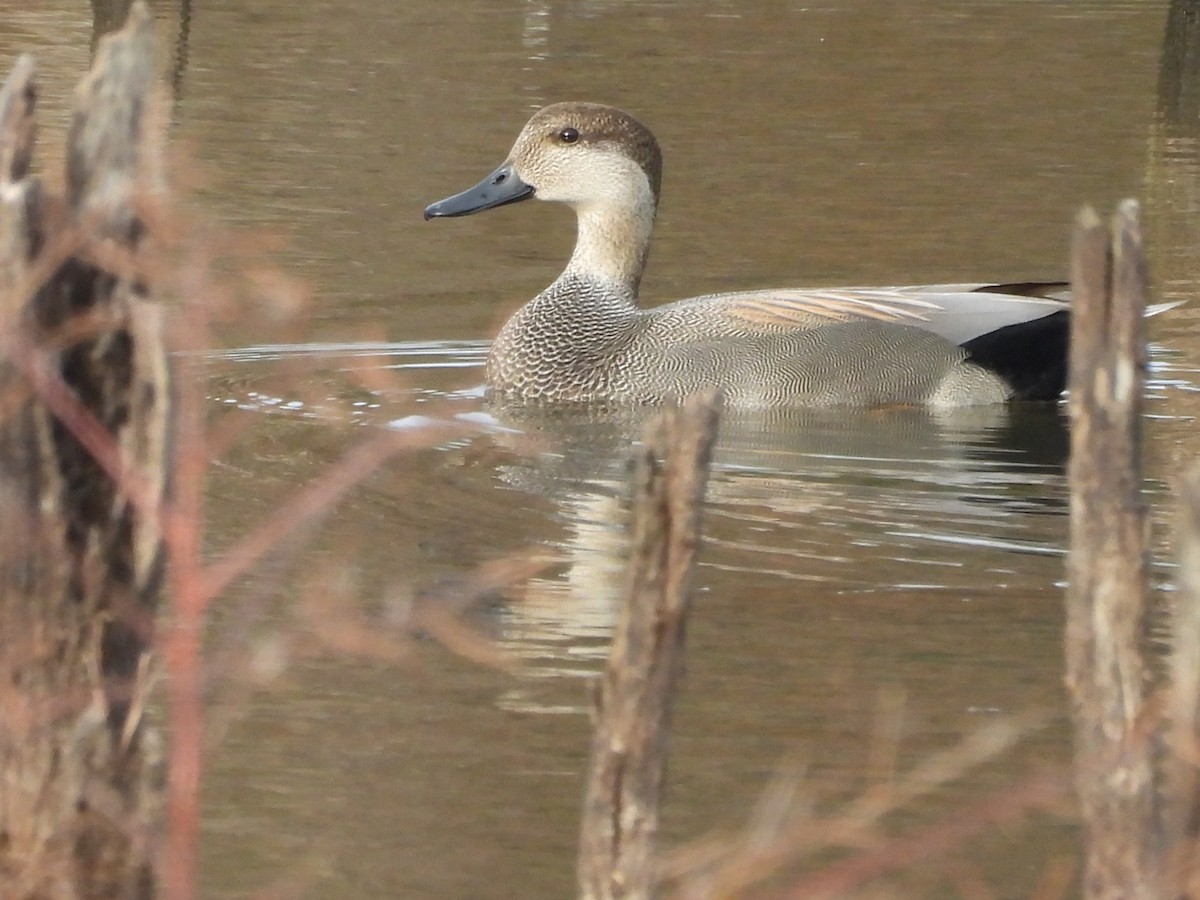 Gadwall - ML645469270