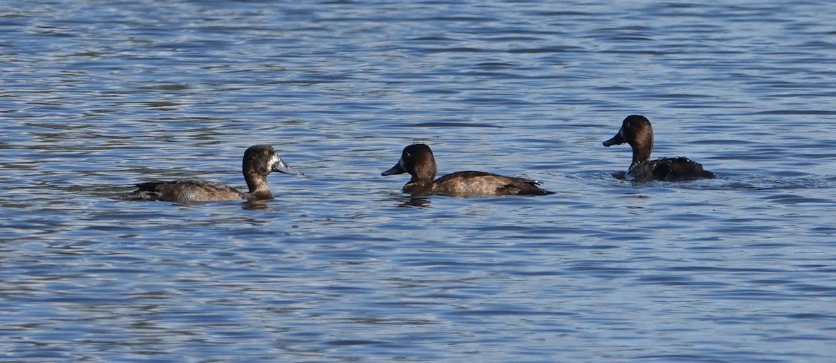 斑背潛鴨/小斑背潛鴨 - ML645469277