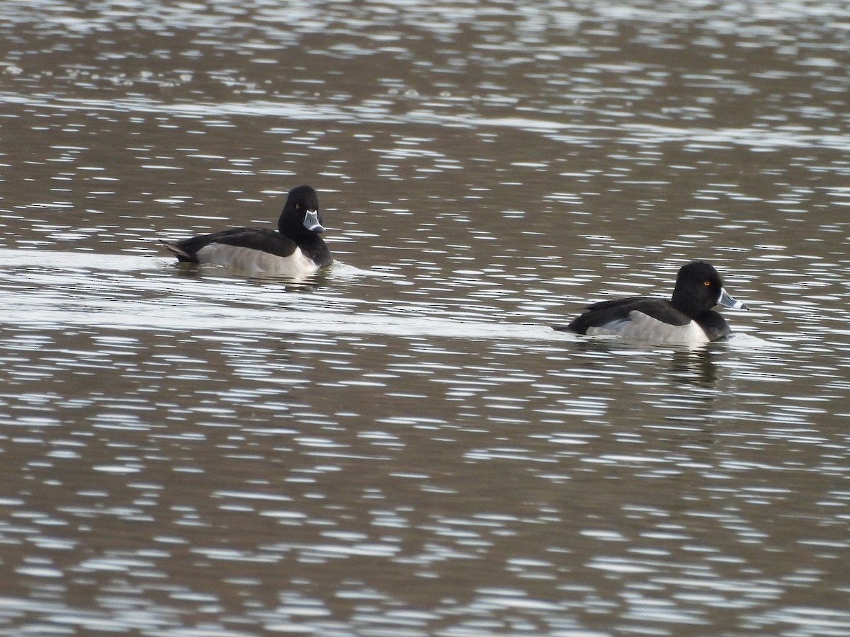 Fuligule à collier - ML645469278