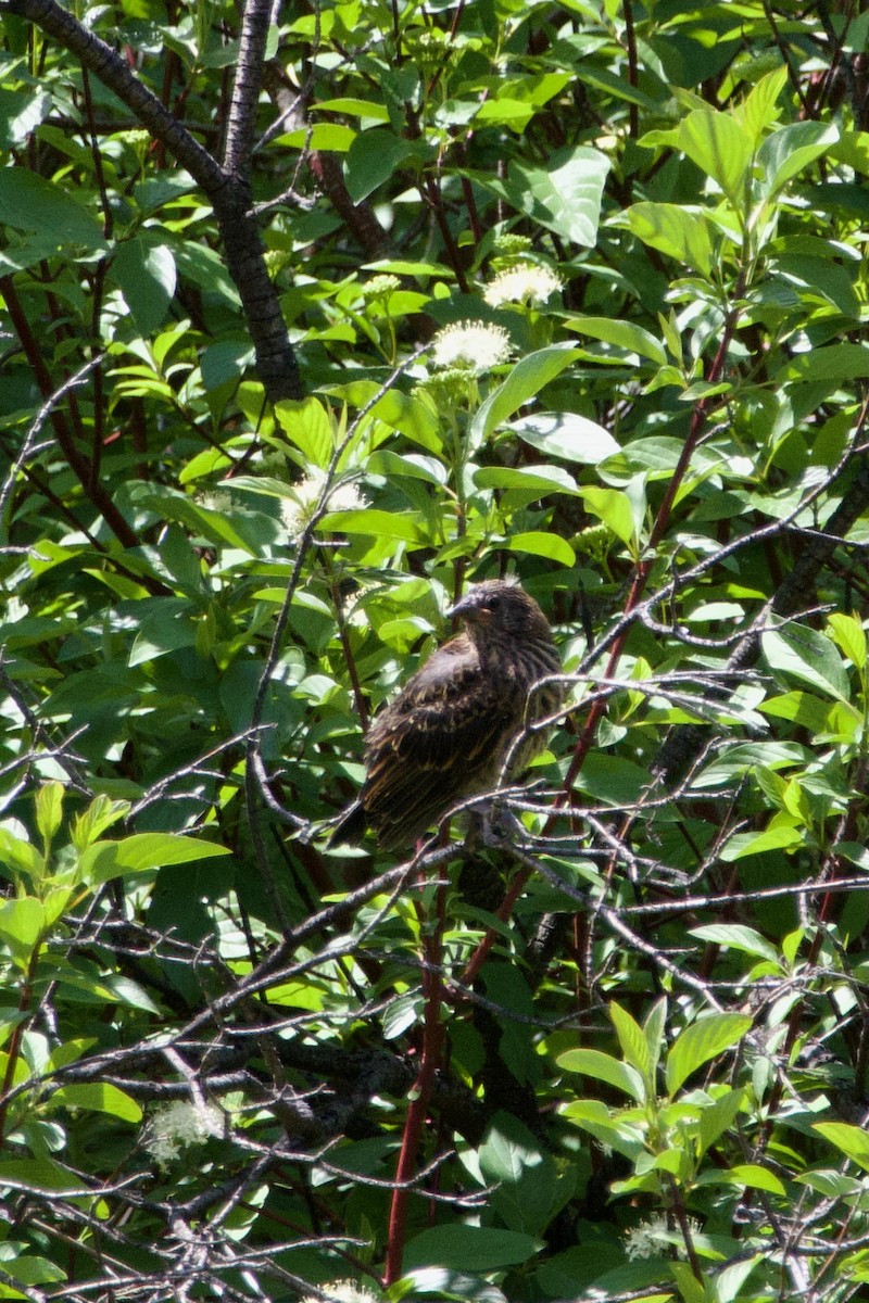 Red-winged Blackbird - ML645469296