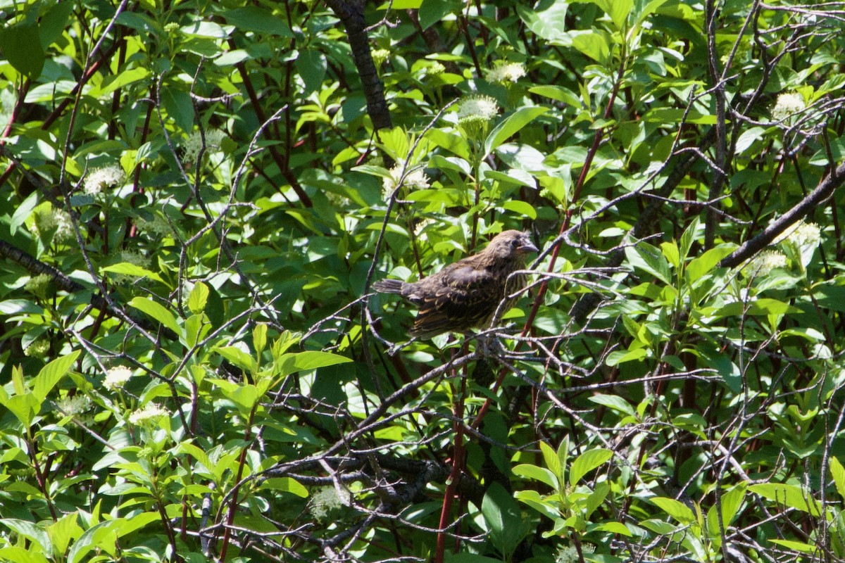 Red-winged Blackbird - ML645469297