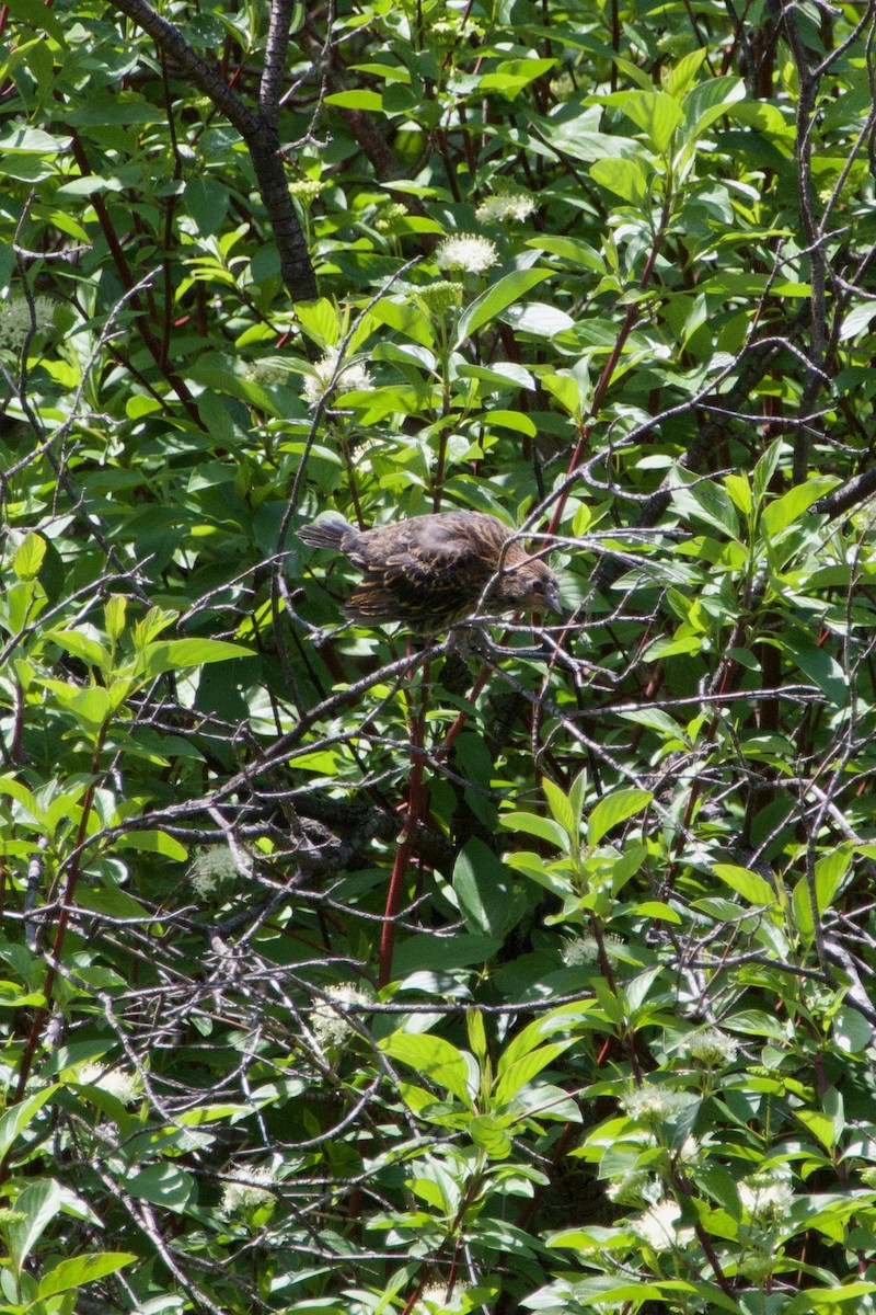 Red-winged Blackbird - ML645469298