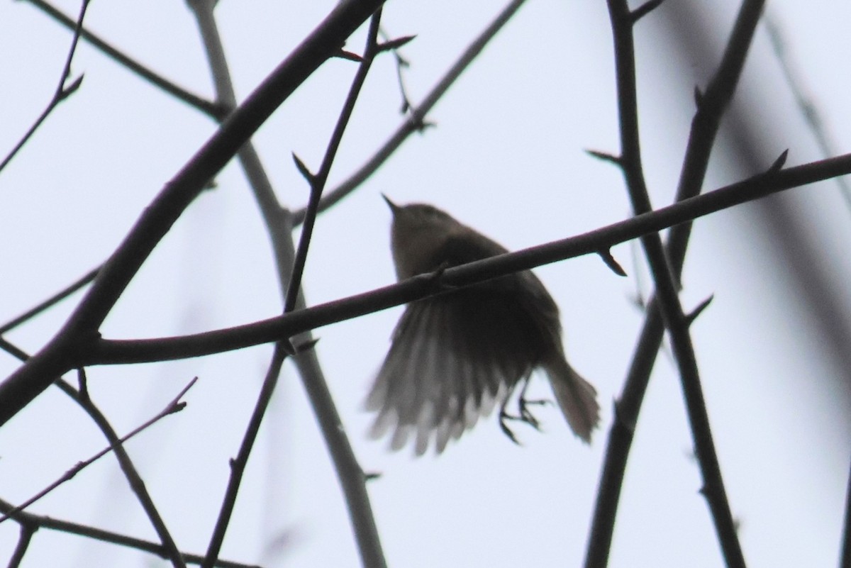 Ruby-crowned Kinglet - ML645469299