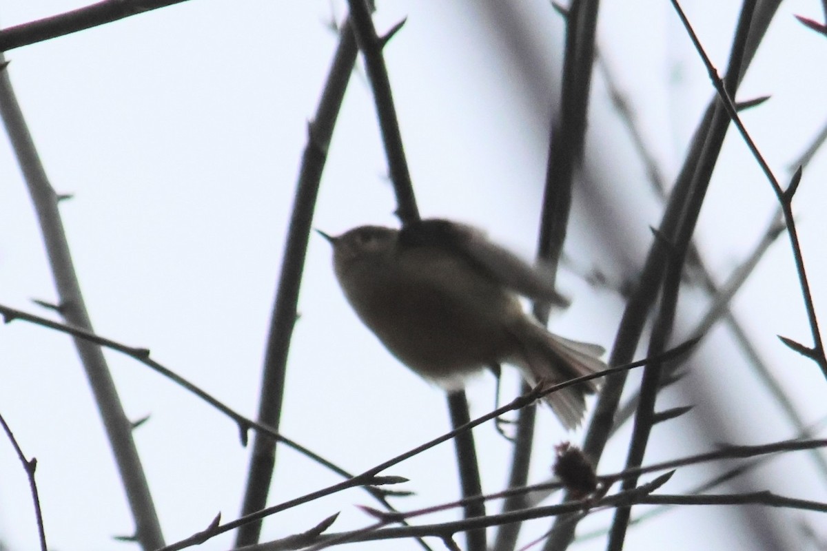 Ruby-crowned Kinglet - ML645469300