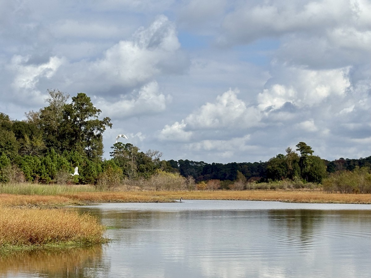 Great Egret - ML645469305