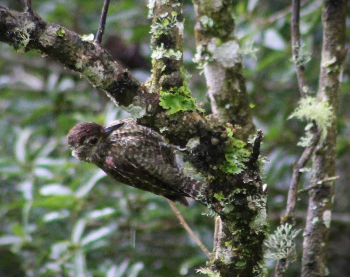 ブチハゲラ - ML645469308