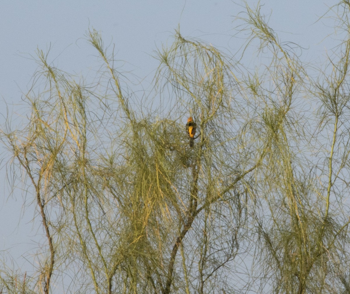 オレンジムクドリモドキ - ML645469310