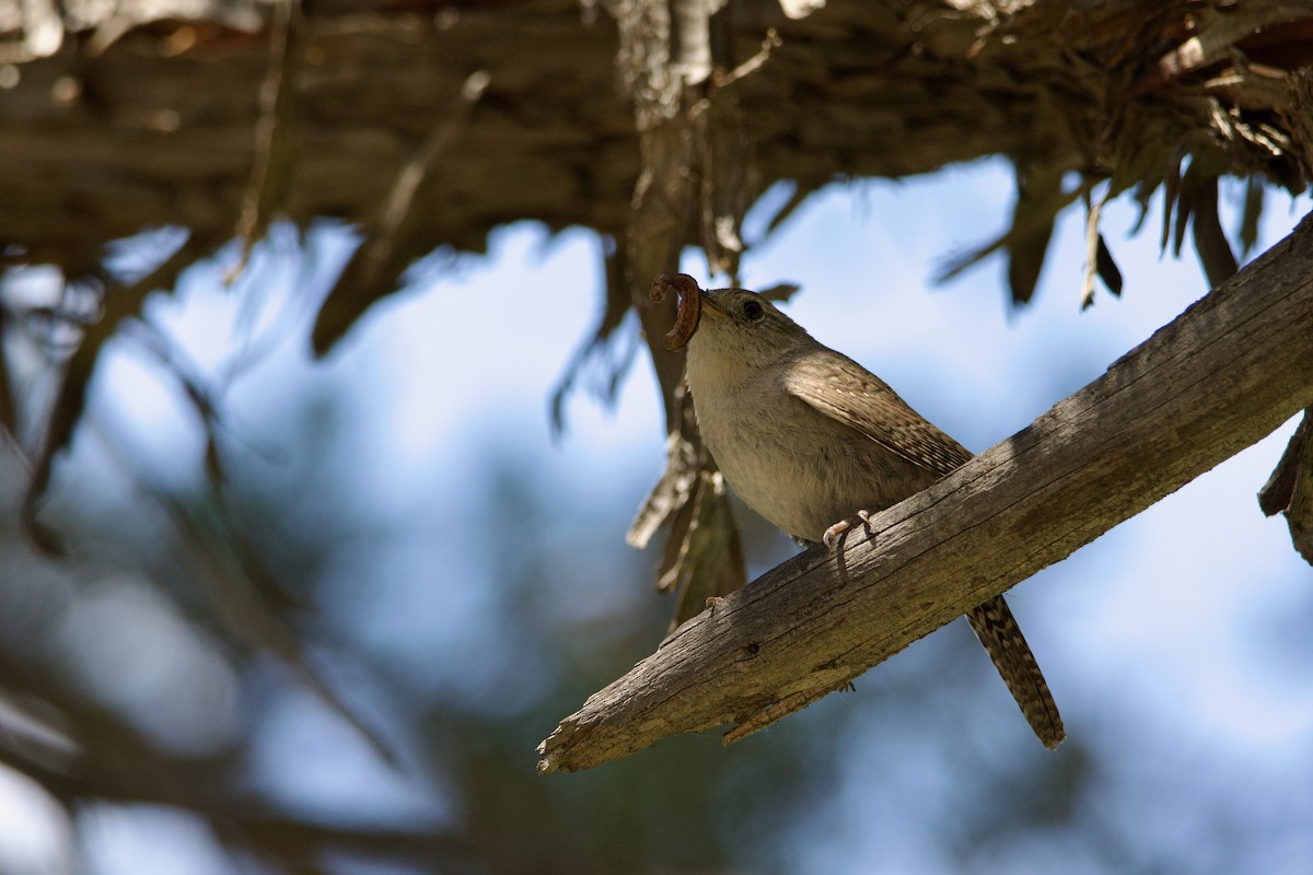 Northern House Wren - ML645469311