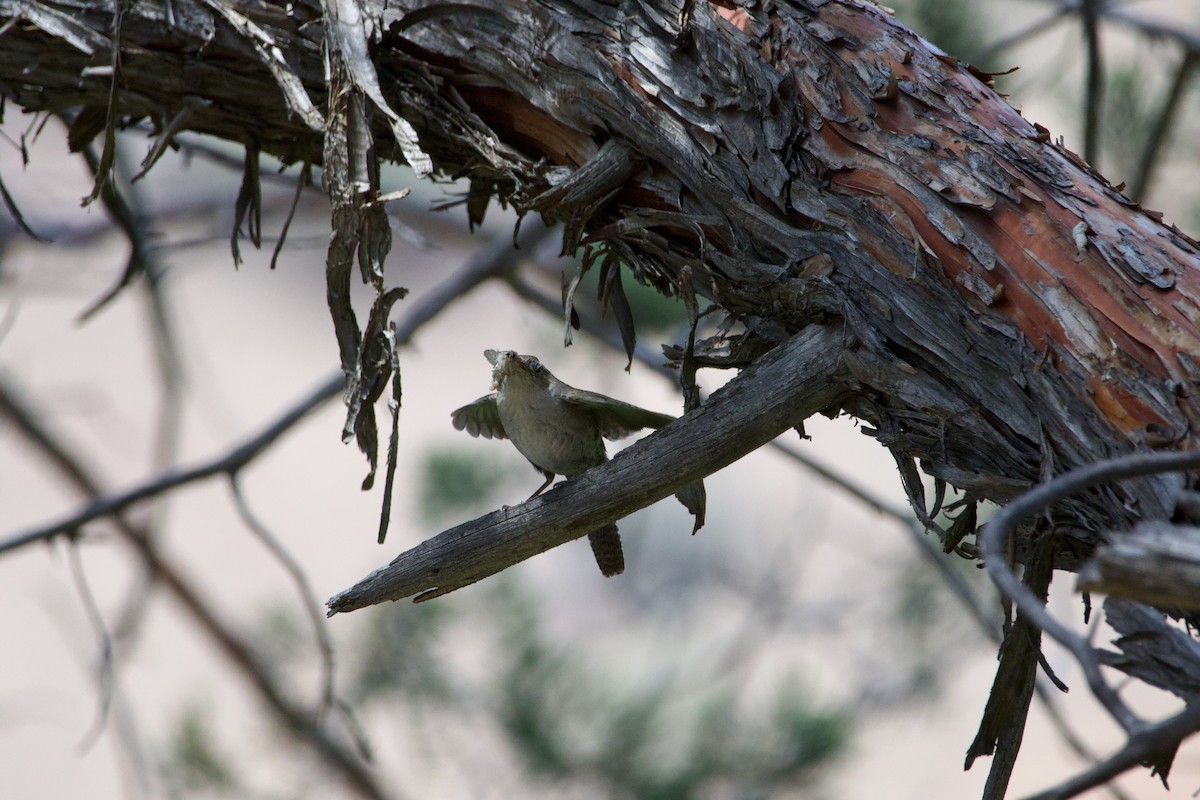 Northern House Wren - ML645469312