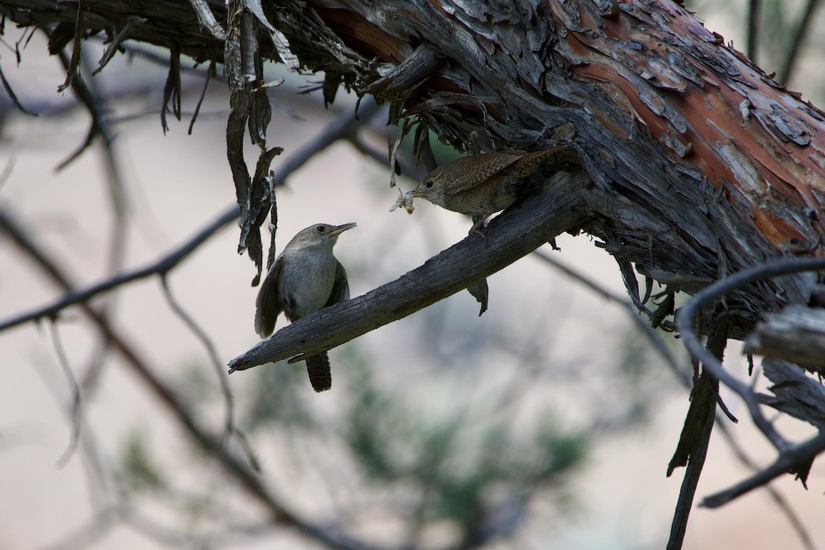 Northern House Wren - ML645469313