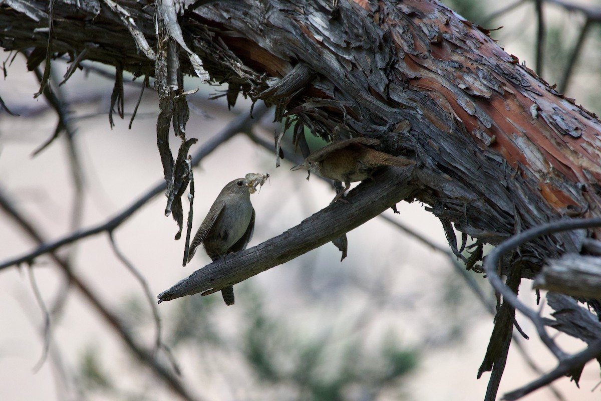 Northern House Wren - ML645469314