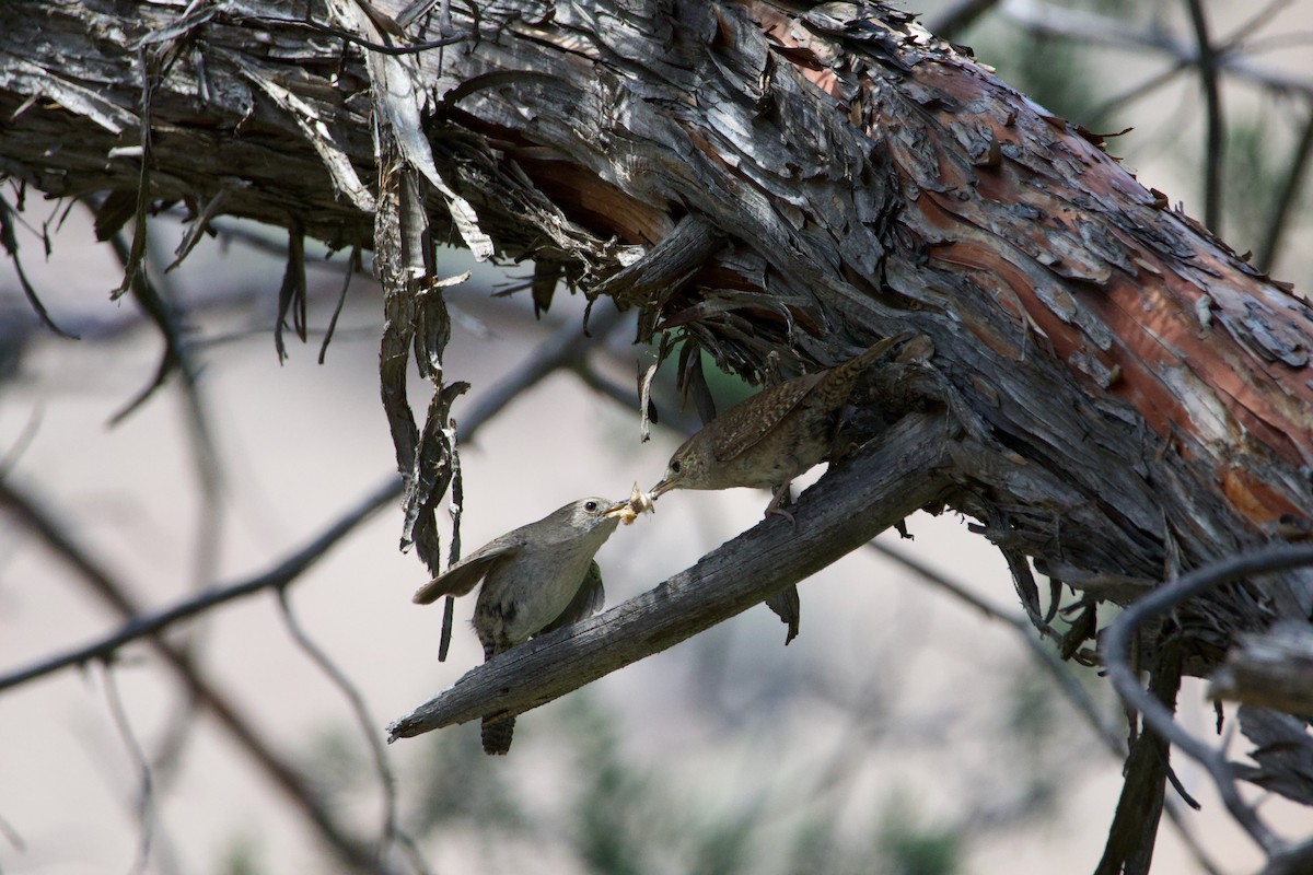 Northern House Wren - ML645469315