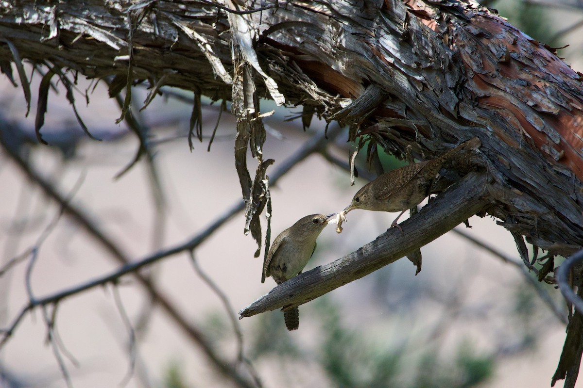 Northern House Wren - ML645469316