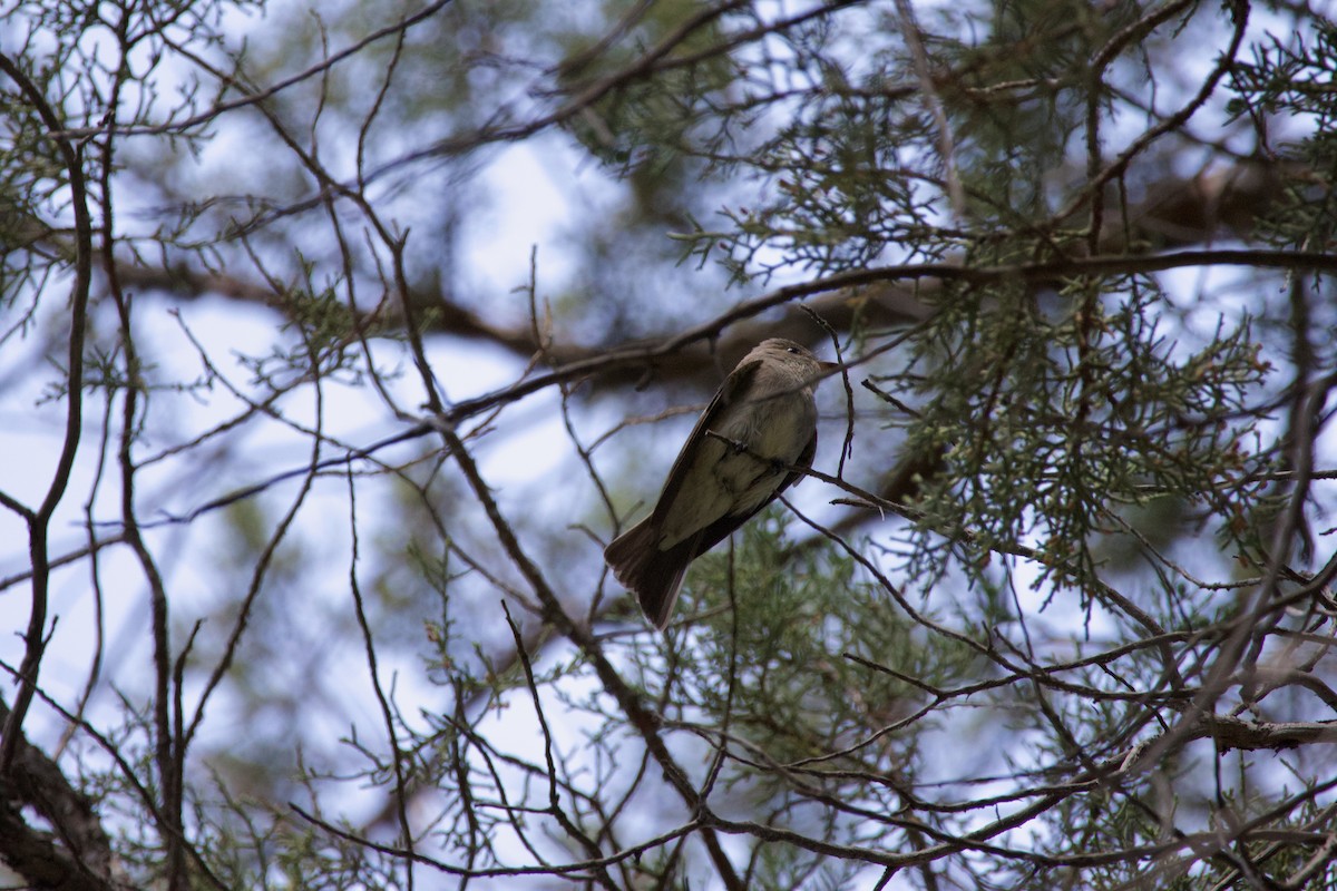 Northern House Wren - ML645469317