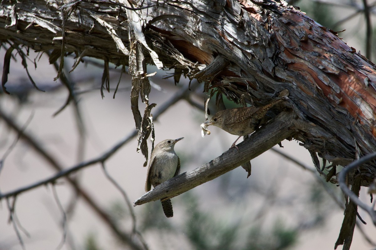 Northern House Wren - ML645469318