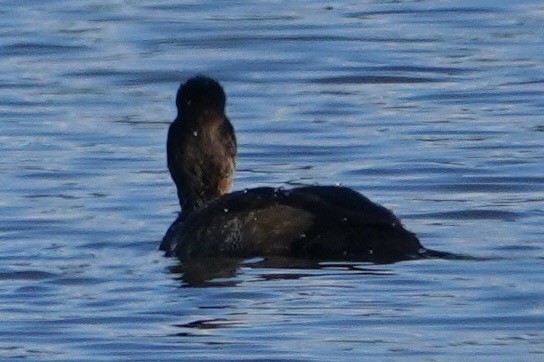 コスズガモ - ML645469319