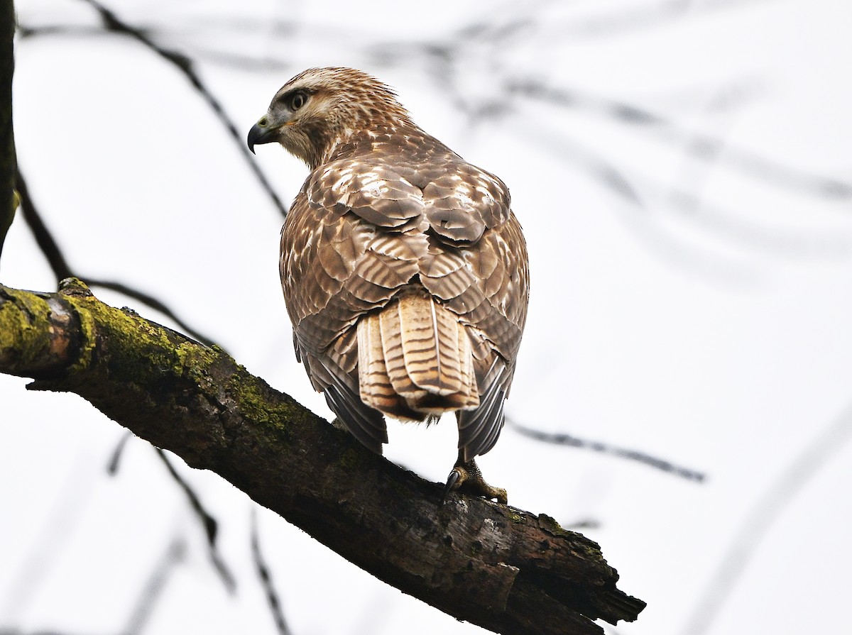 アカオノスリ - ML645469320