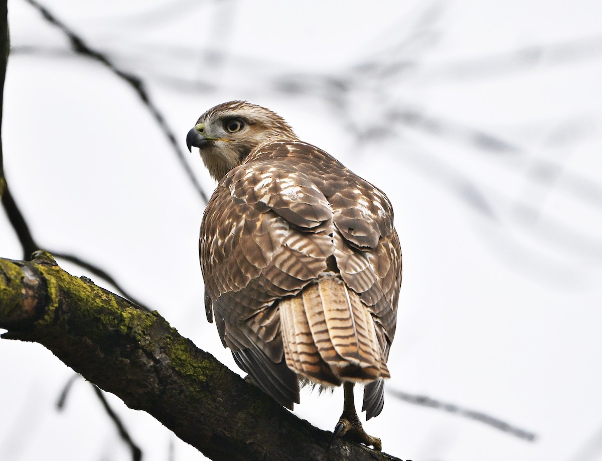 アカオノスリ - ML645469321