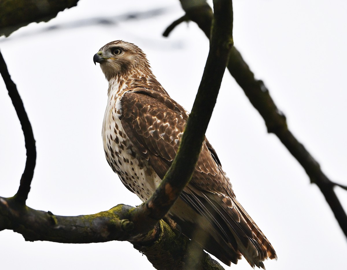 アカオノスリ - ML645469322