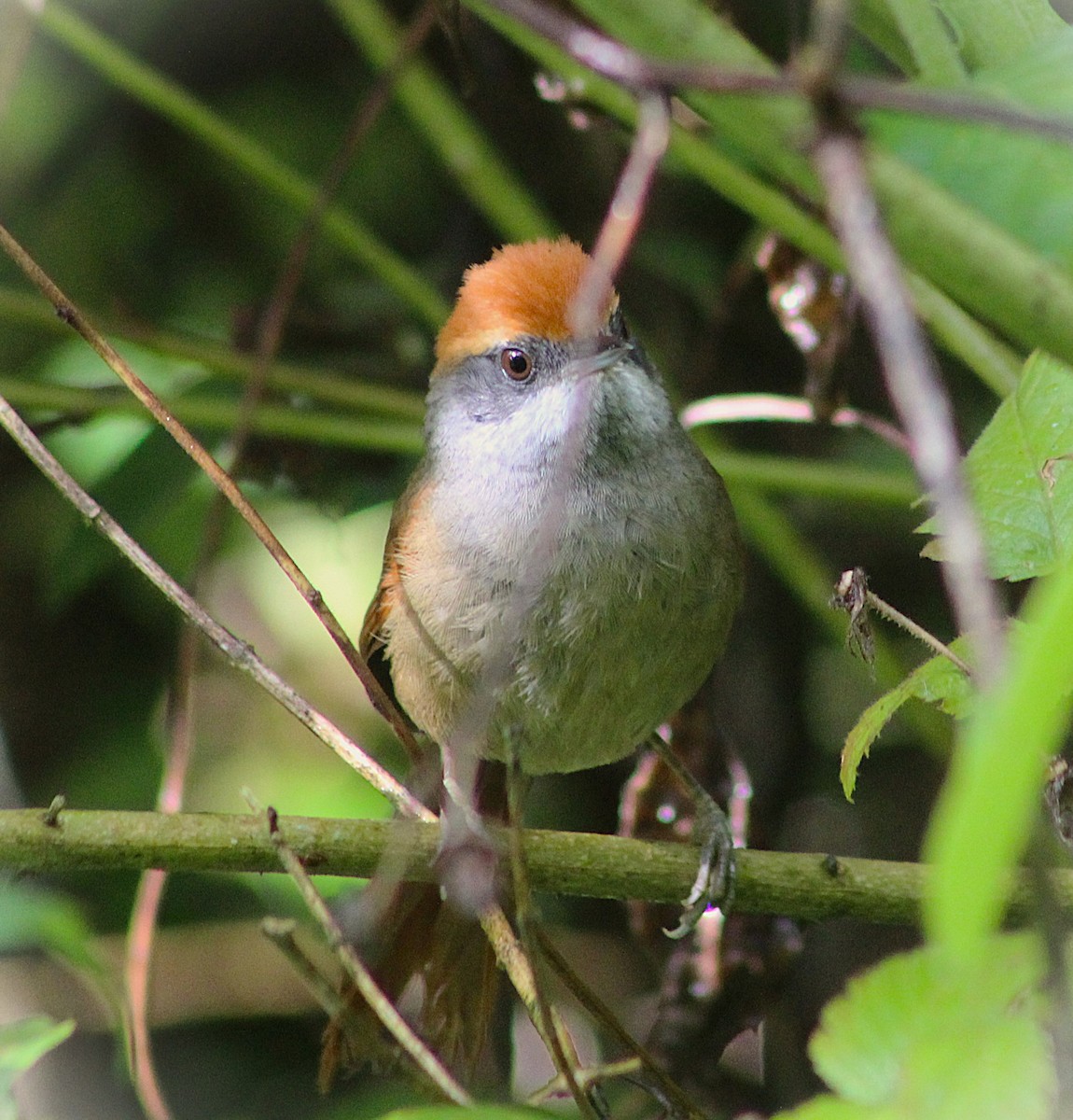 ズアカオナガカマドドリ - ML645469324