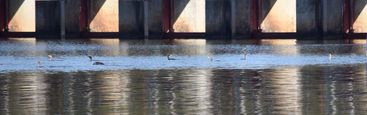 ミミヒメウ - ML645469327