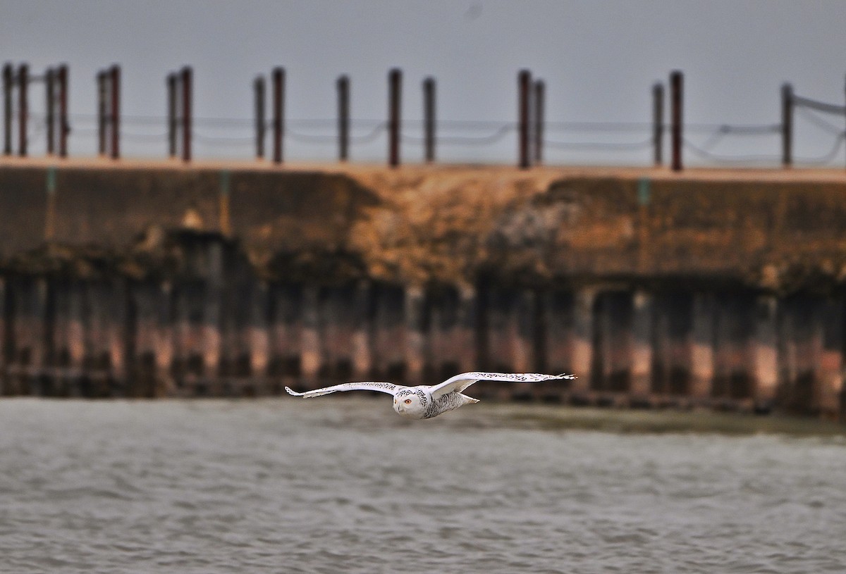 シロフクロウ - ML645469328