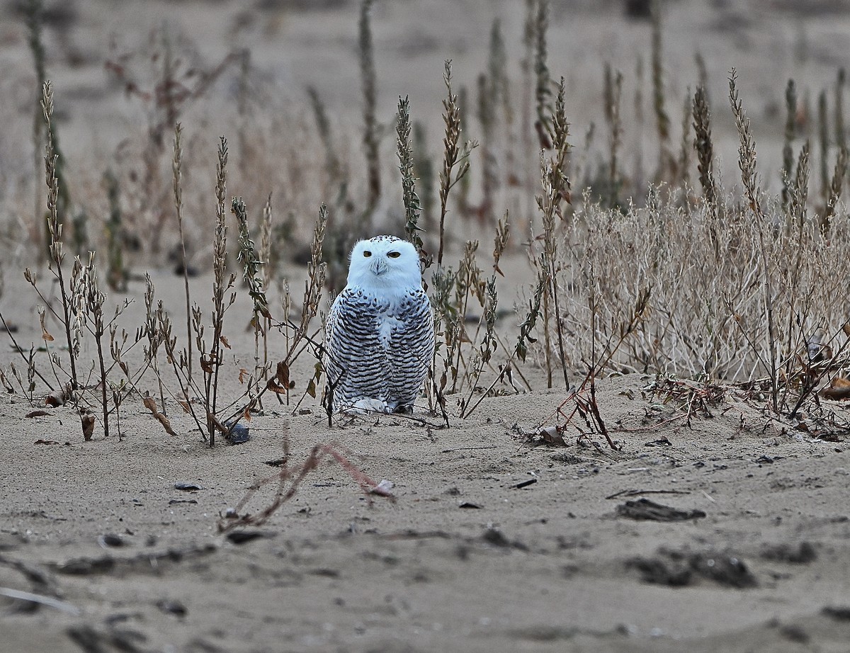 シロフクロウ - ML645469329