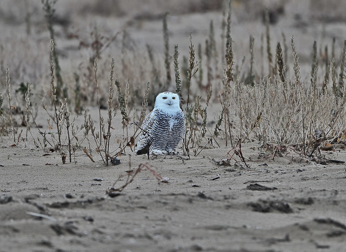 シロフクロウ - ML645469330