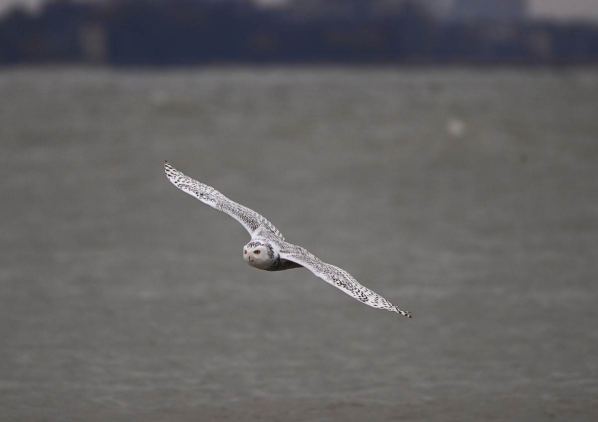 シロフクロウ - ML645469331