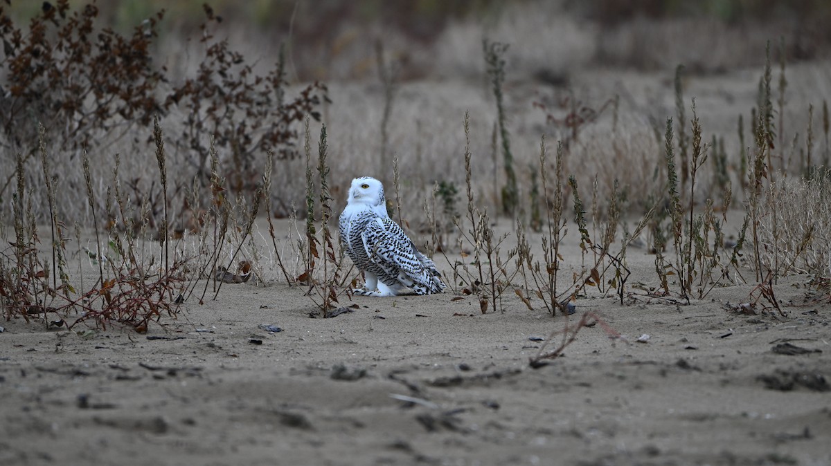 Harfang des neiges - ML645469332