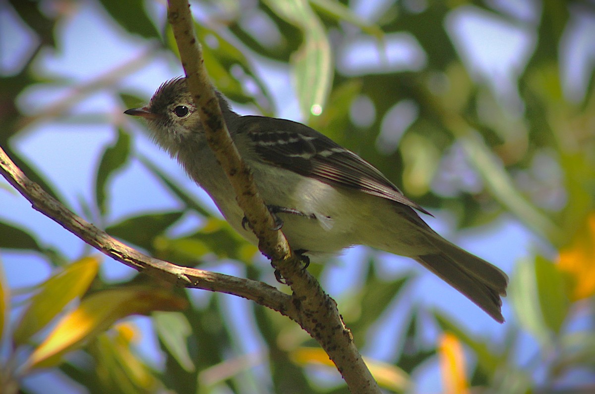 メジロシラギクタイランチョウ - ML645469333