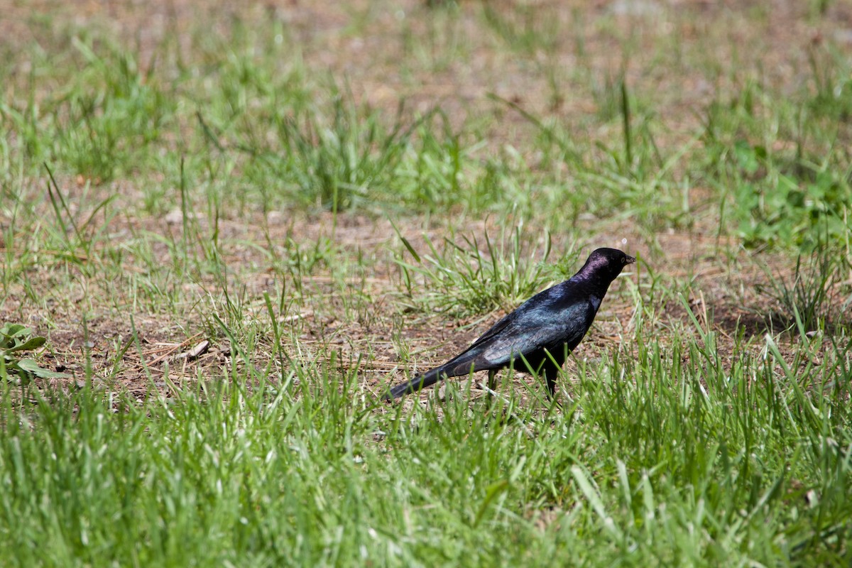 テリムクドリモドキ - ML645469336