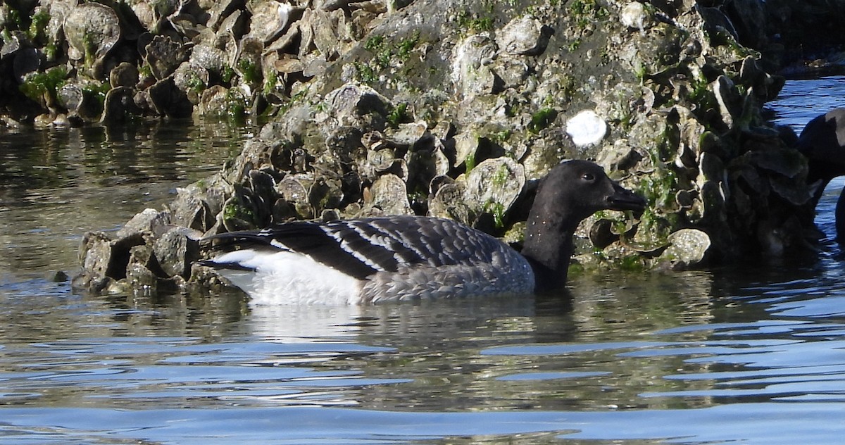 コクガン - ML645469337