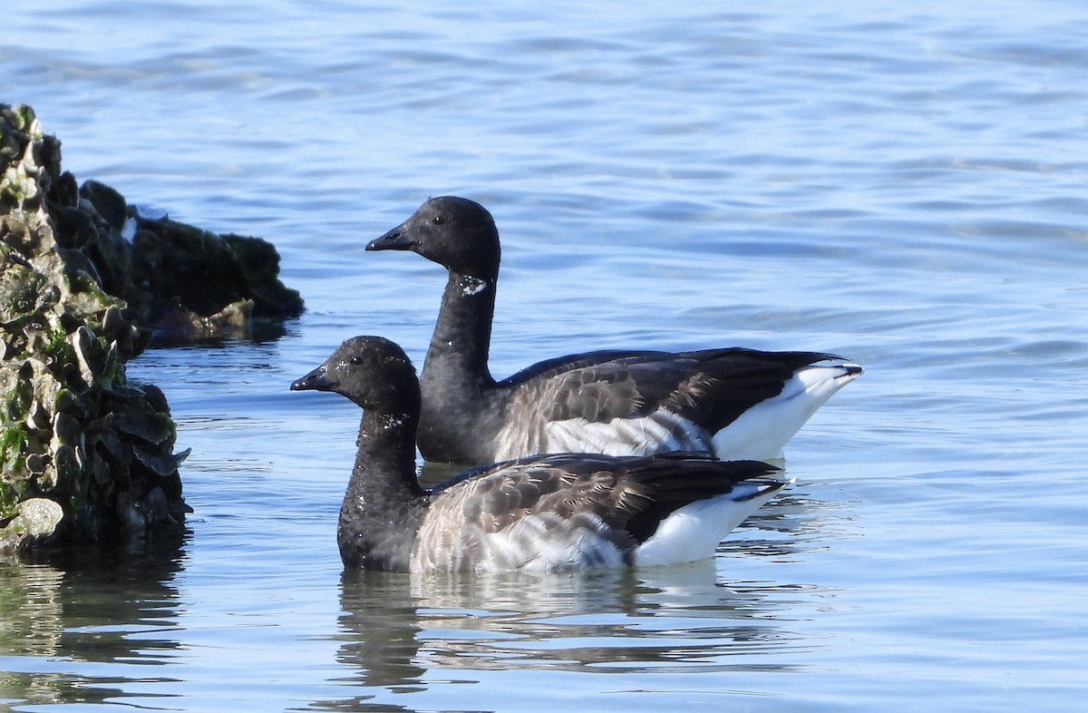 コクガン - ML645469338