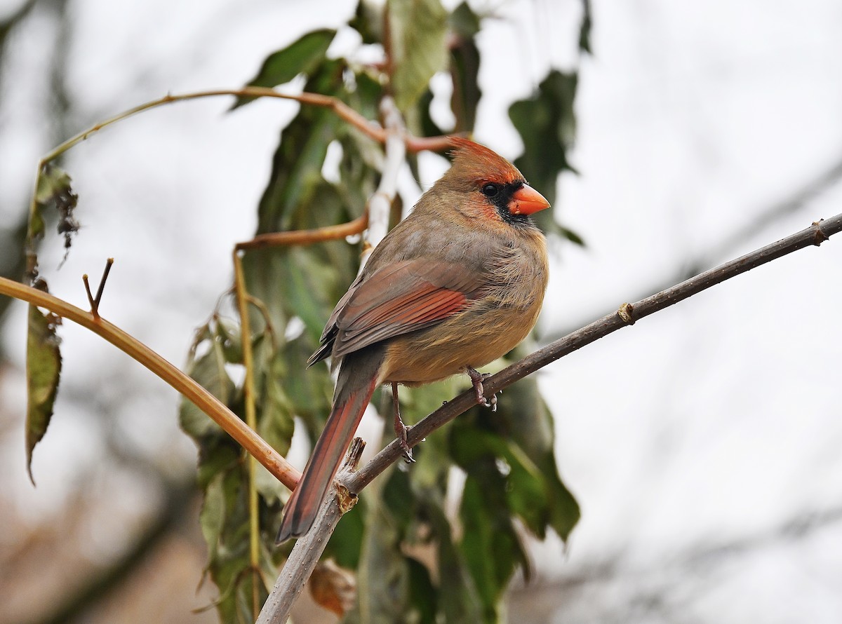 Cardinal rouge - ML645469339