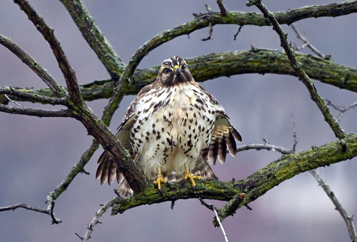 カタアカノスリ - ML645469340