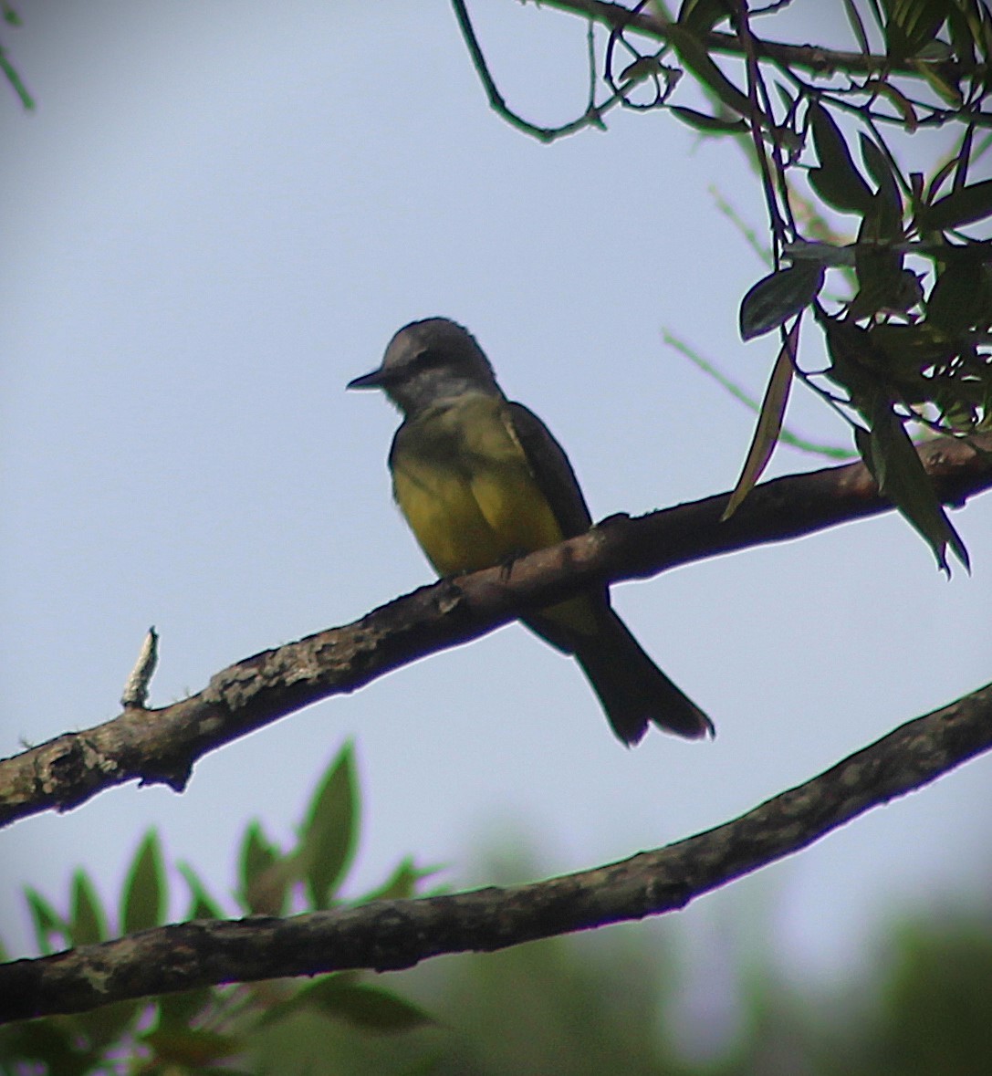 オリーブタイランチョウ - ML645469343