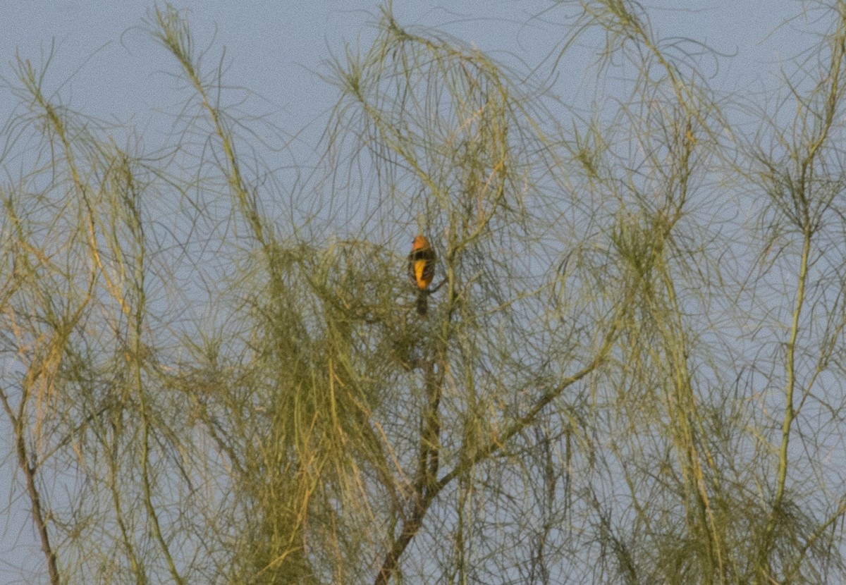 オレンジムクドリモドキ - ML645469344