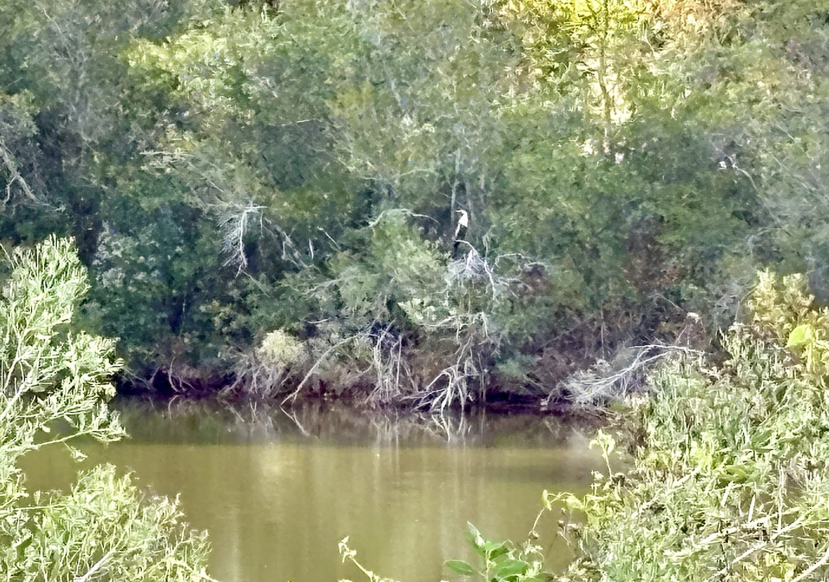 アメリカヘビウ - ML645469345