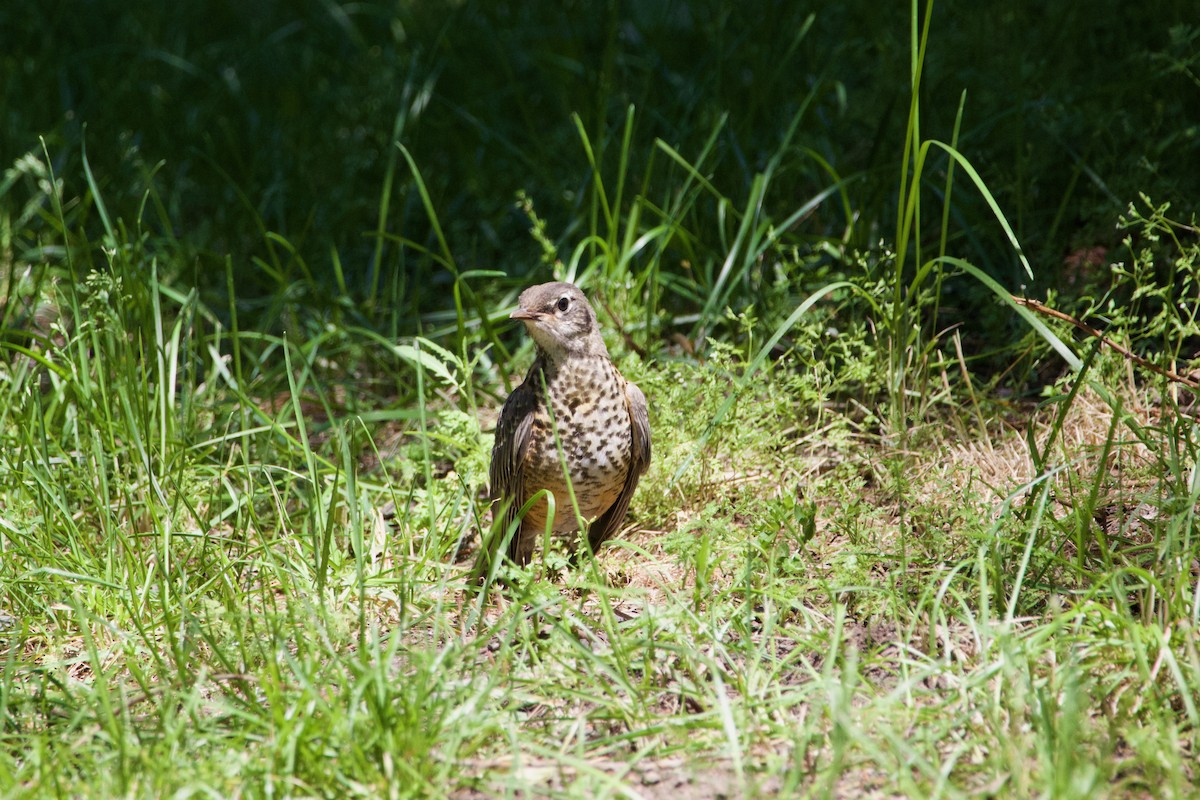 American Robin - ML645469348