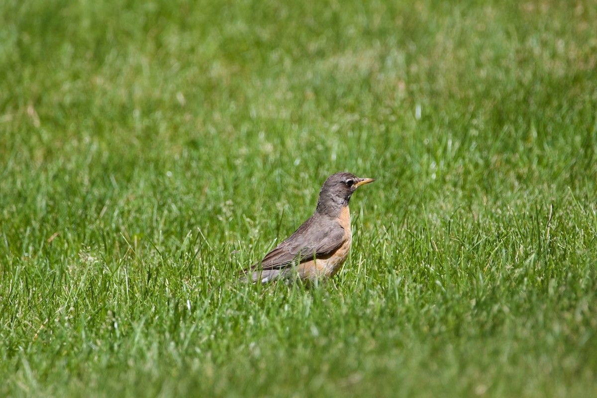 American Robin - ML645469349