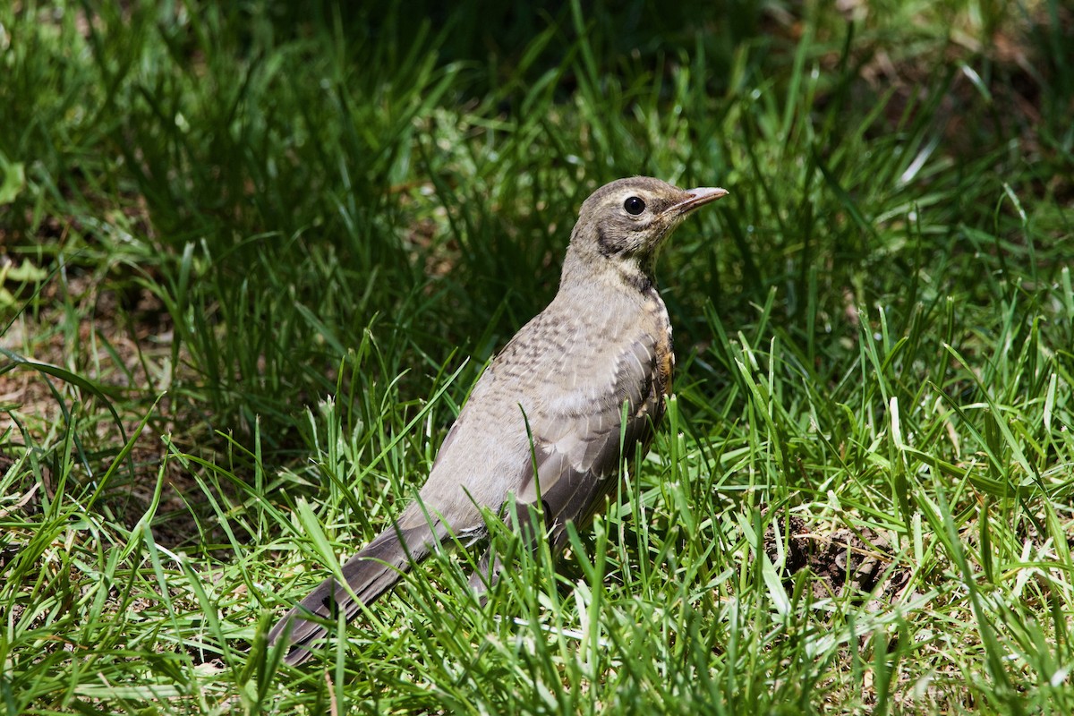 American Robin - ML645469350