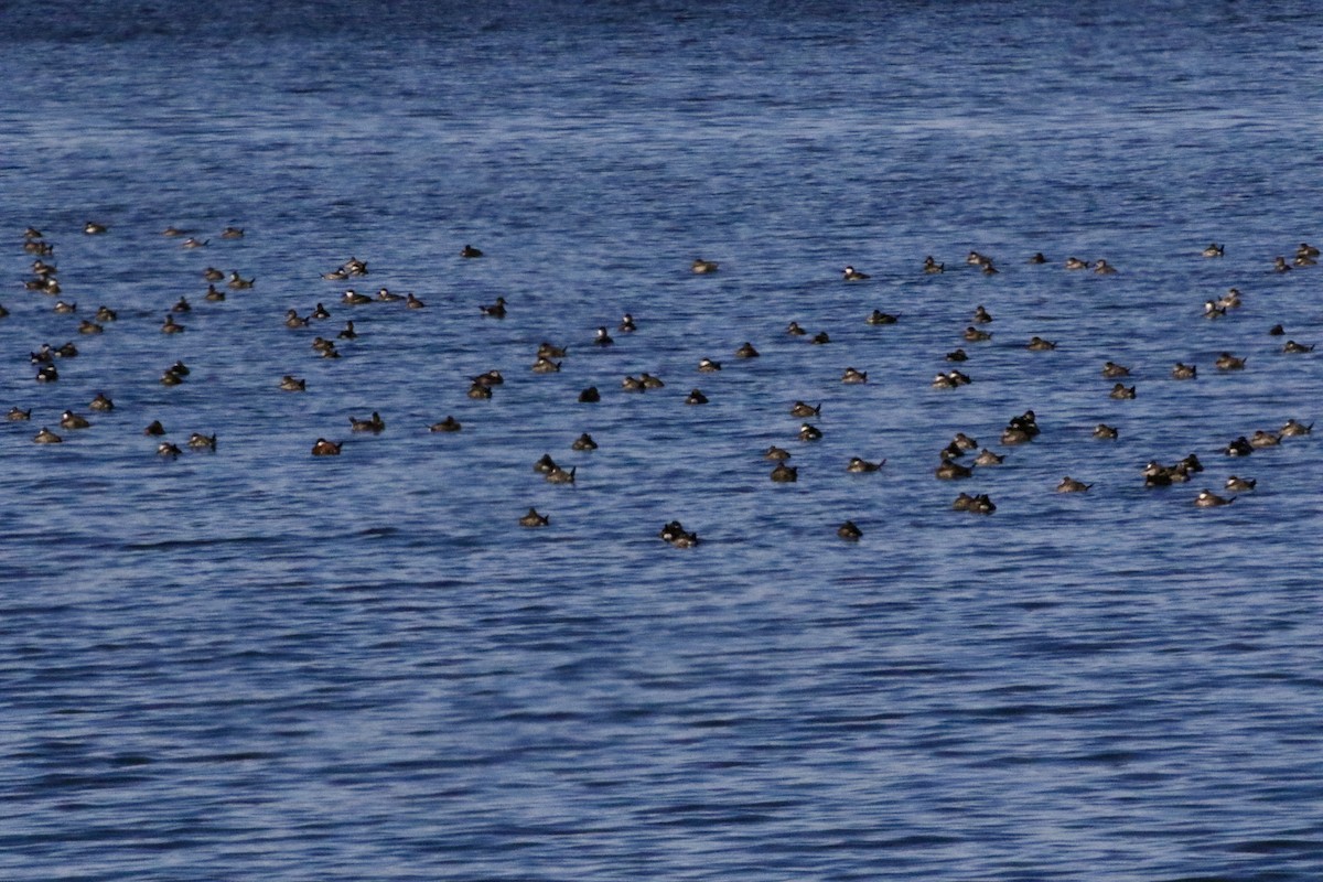 Американская савка - ML645469356