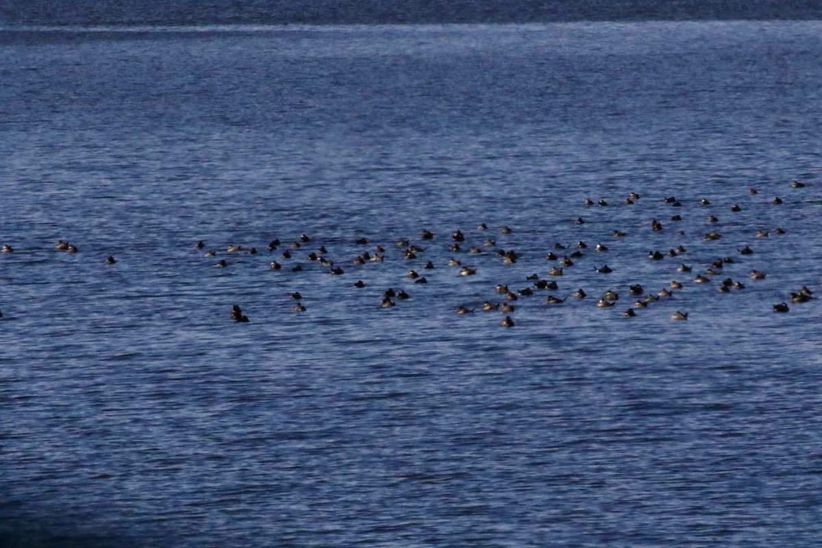 Американская савка - ML645469358