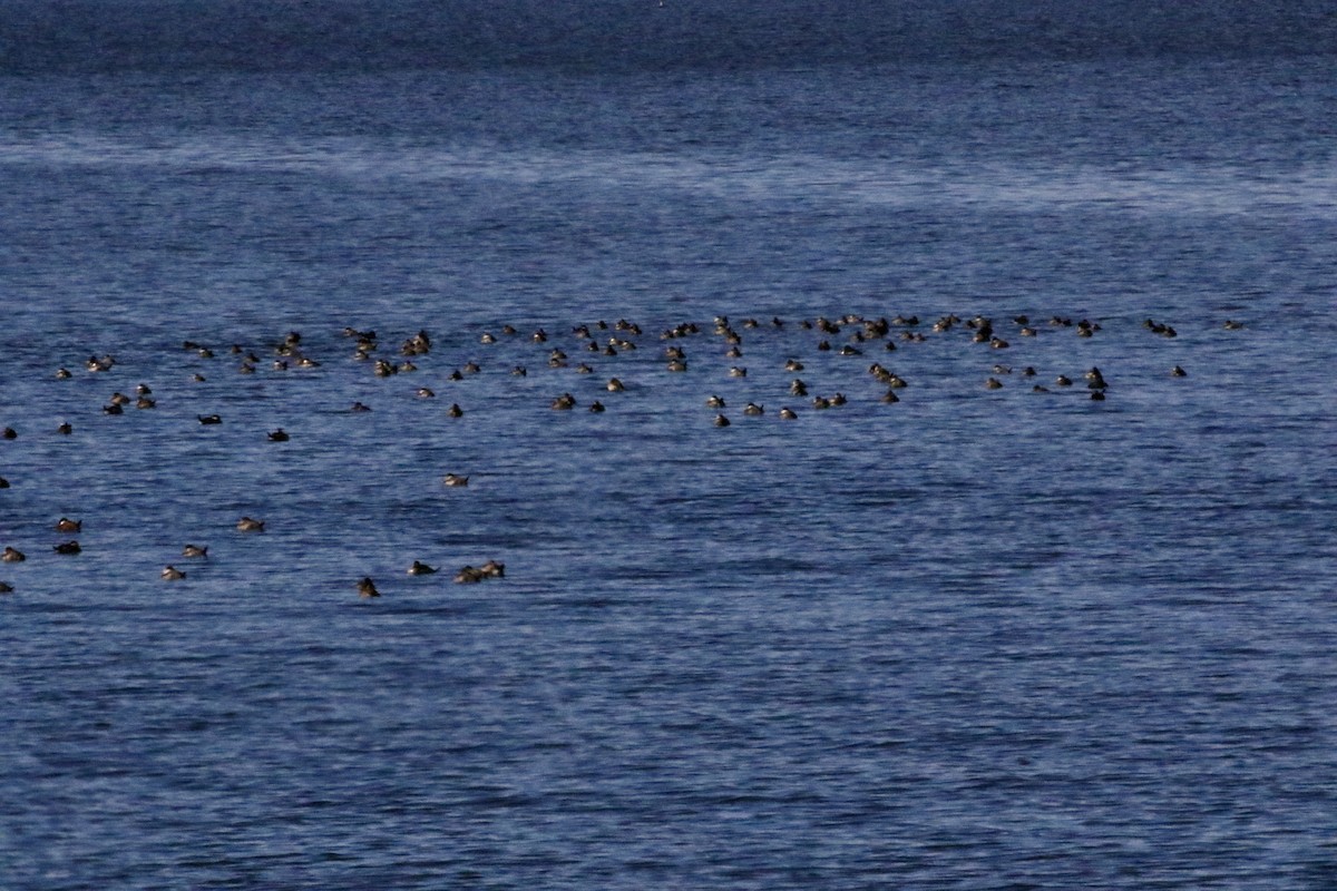 Американская савка - ML645469359