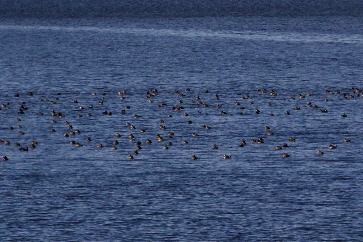 Американская савка - ML645469360