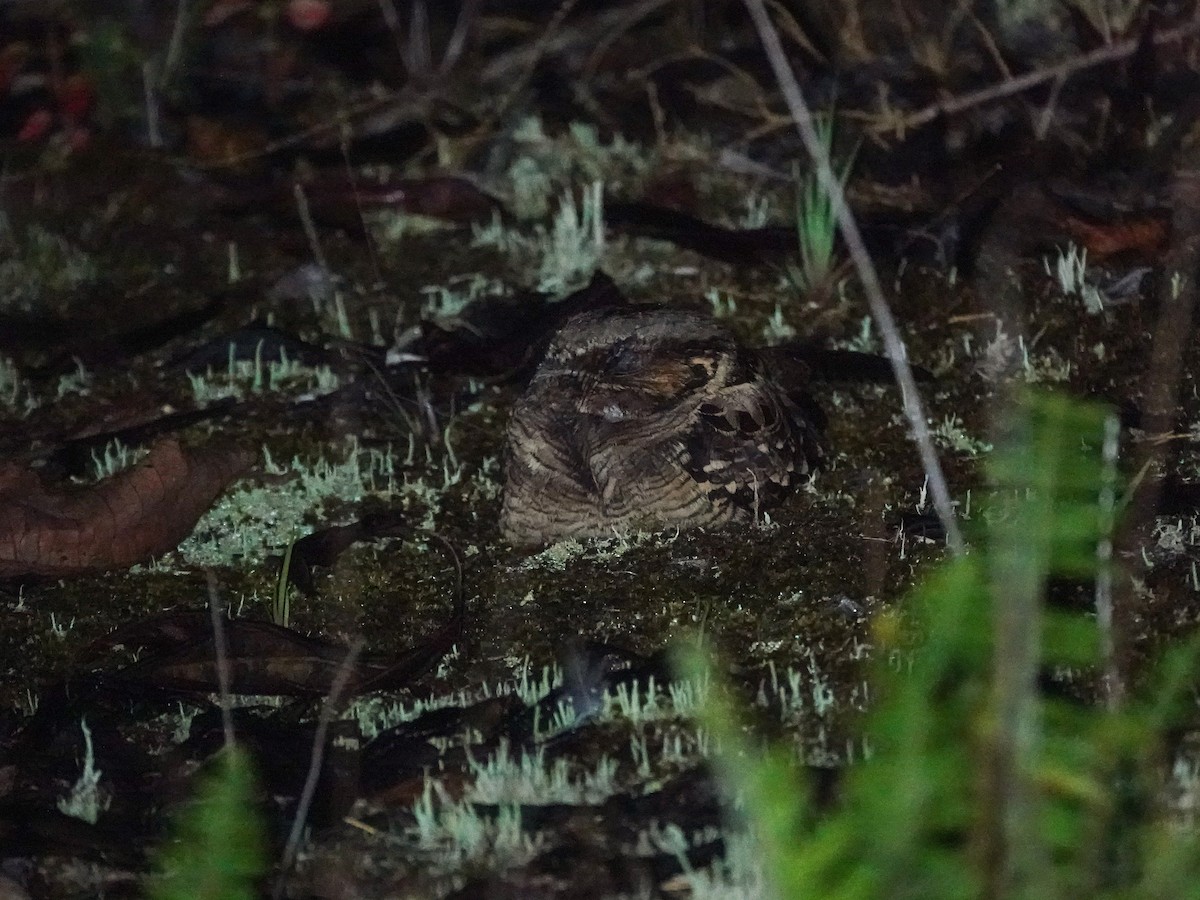 Пораке - ML645469361