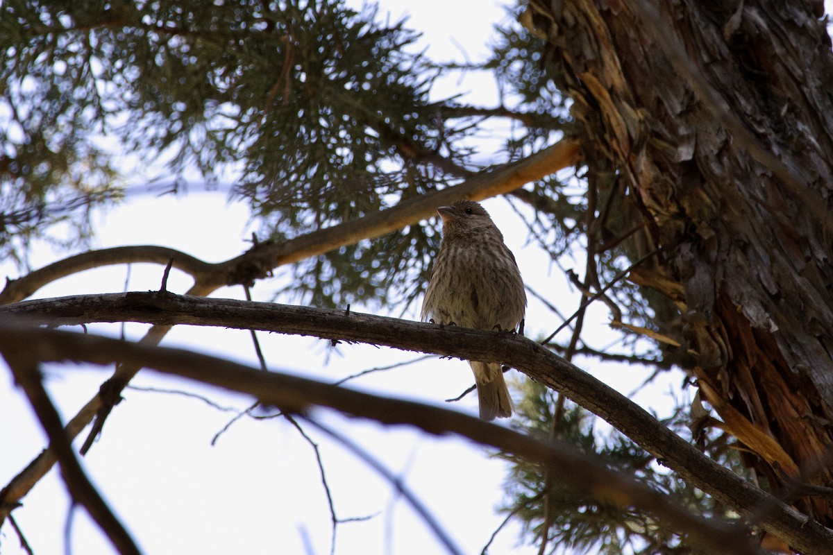 House Finch - ML645469363